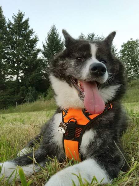 akita inu brindle.jpg